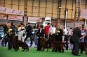 Crufts2010 969